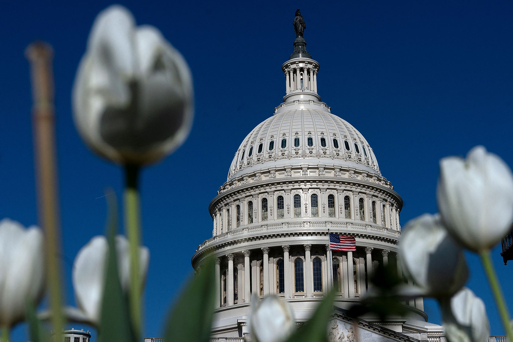 Flowers are seen in front of the U.S. Capitol.